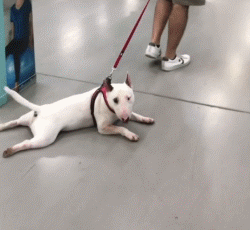 适合家养的短毛小型犬有哪些（常见小型犬品种大全）