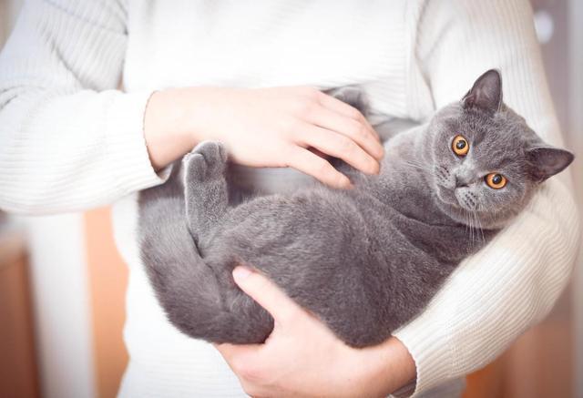 为什么不建议养英短蓝白(英短蓝白好养吗)