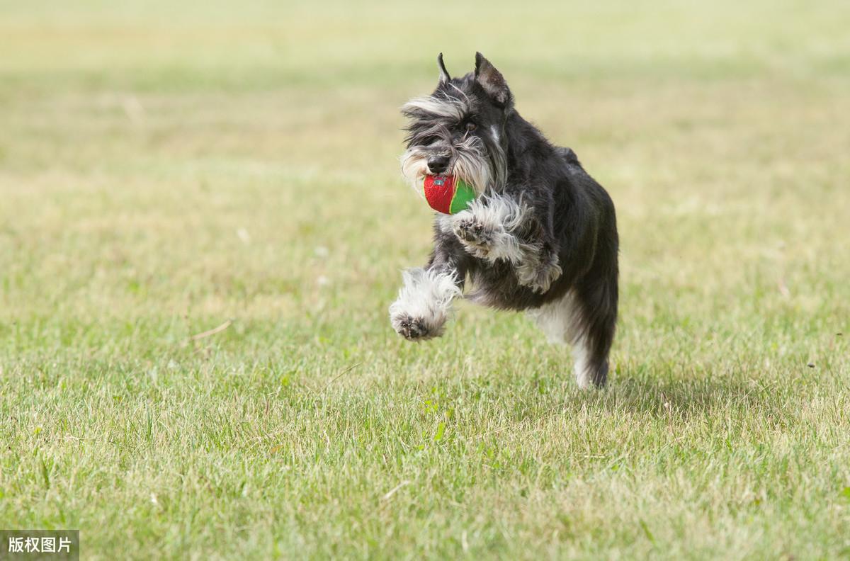 了解拥有7种性格的雪纳瑞（雪纳瑞性格怎么样）
