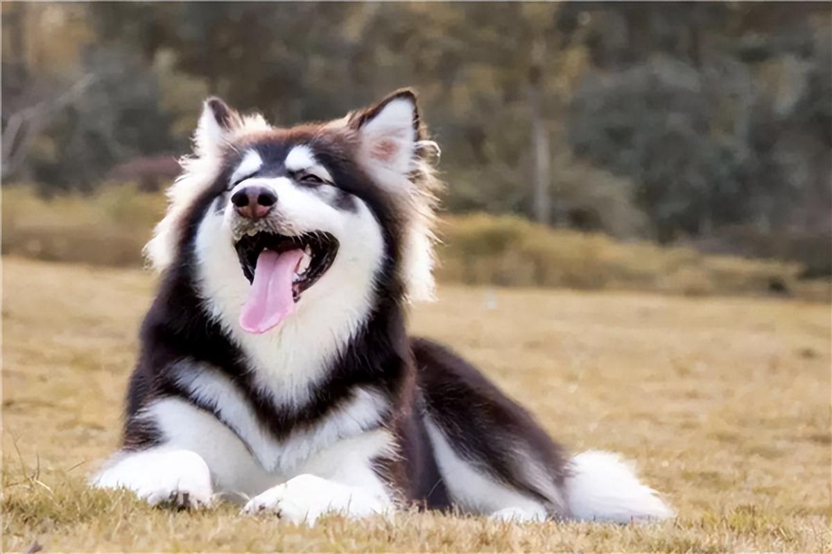 世界三大傻狗排名(最傻的狗是哪三个)