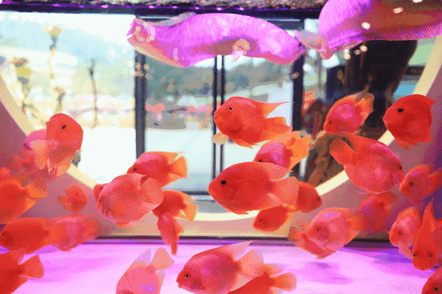 适合新手养的金鱼品种推荐(好养的金鱼品种有哪些)