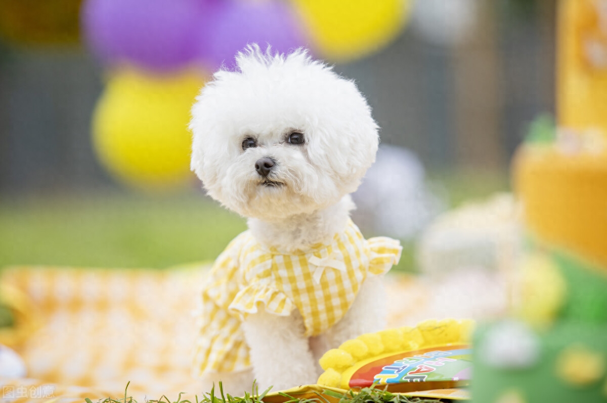 比熊一到12个月变化图有吗（附：比熊0-12月龄变化和体重的对照）