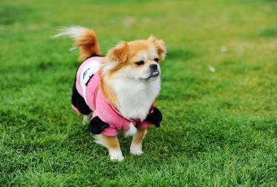 狗狗可以吃蛋黄吗(为什么要给狗狗吃蛋黄)