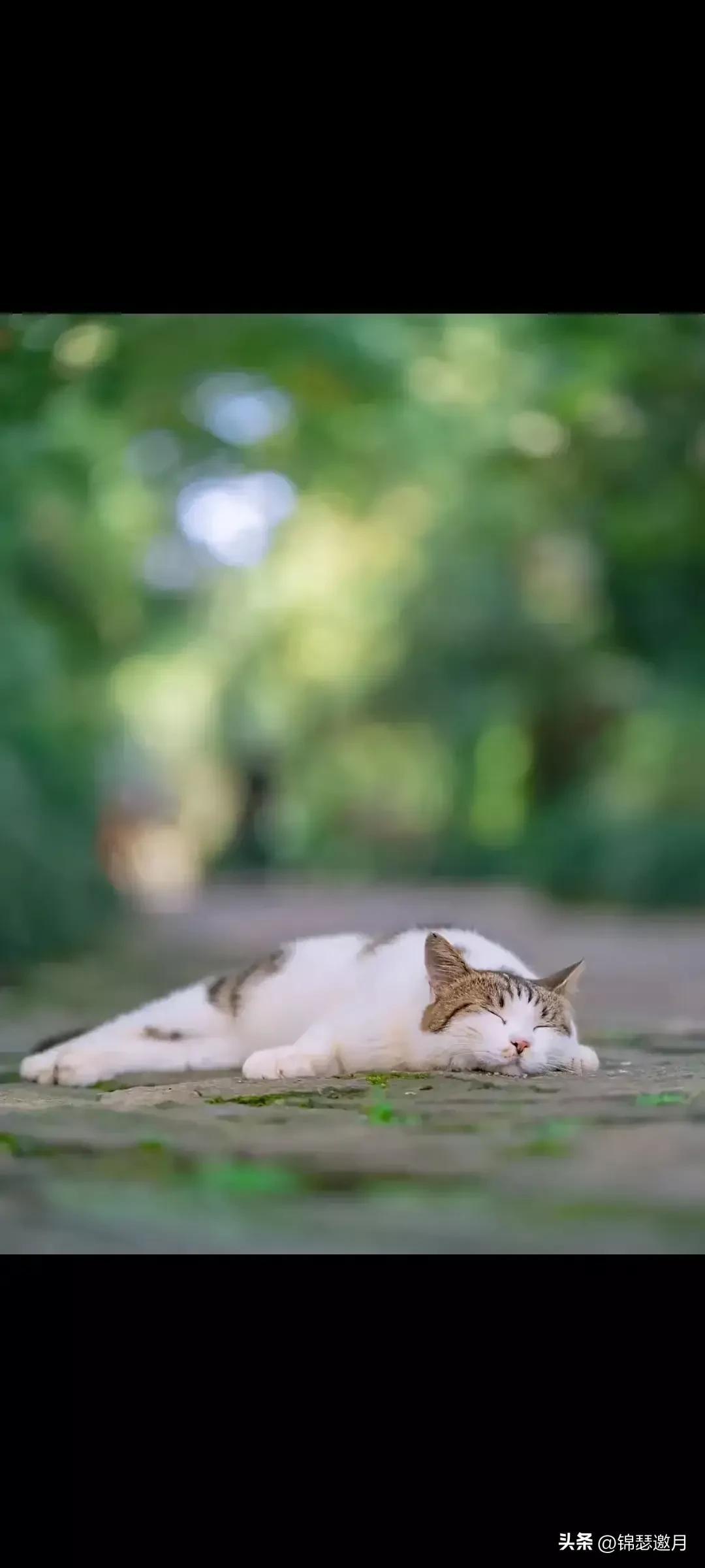 猫图片大全可爱（分享图片可爱的猫猫）