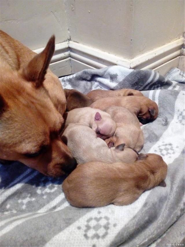 分享治疗犬窝咳最有效的药（附：幼犬窝咳的一般治疗方法）