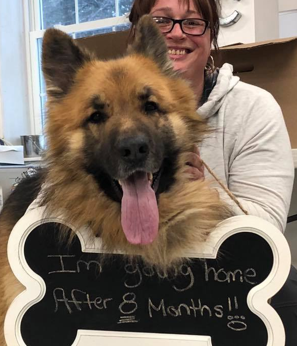 5岁国王牧羊犬逃家玩失踪 八个月后在175英里处被发现