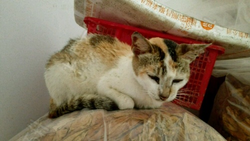 母猫快生当天的症状 怎么让猫咪认产房