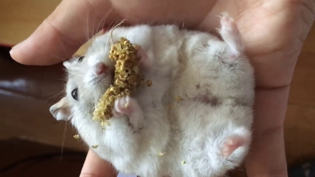 为什么仓鼠不建议吃香蕉（详解：香蕉对仓鼠的危害）