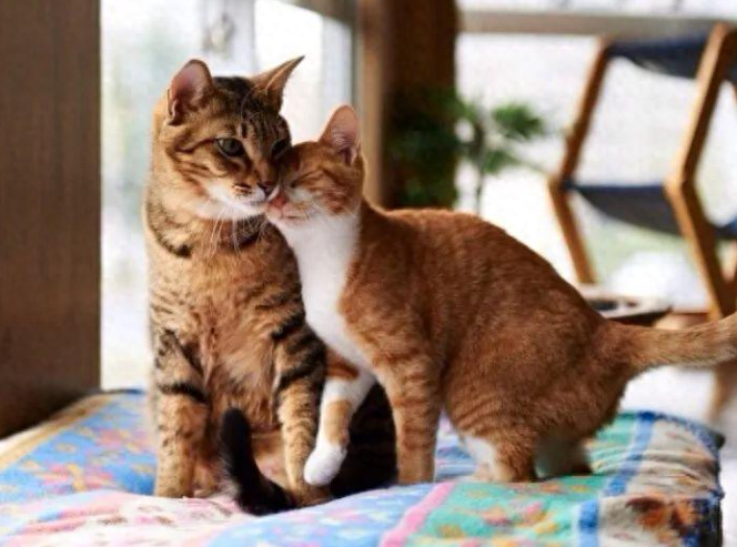 猫知道人在亲她吗（附：猫咪眼中主人的“亲吻”是恐惧）