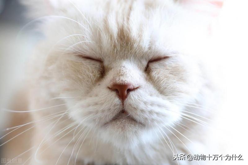 猫咪的生活特征与生活方式（详解：猫的生活环境特点及特征）