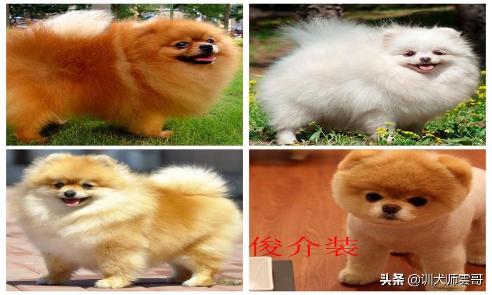 十种脾气好的小型犬介绍（小型犬哪个聪明好养）