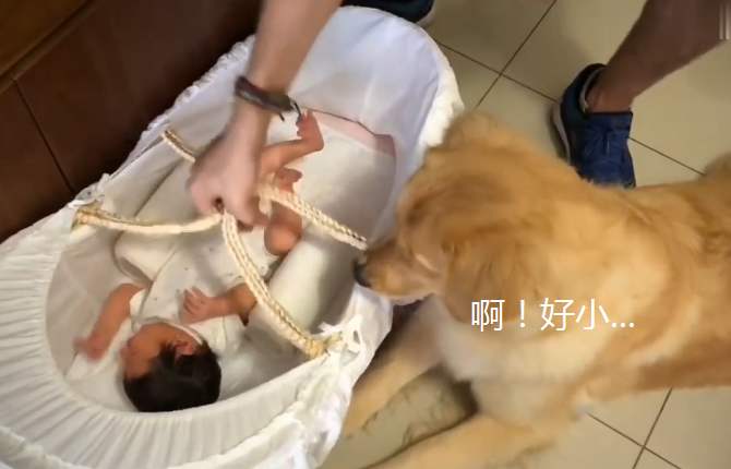 金毛难养吗（详解：金毛最受欢迎的5个理由）