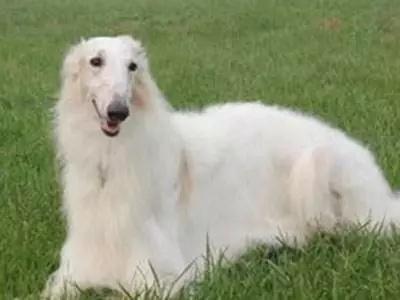 俄罗斯的国犬——俄罗斯猎狼犬（附：苏俄牧羊犬图）