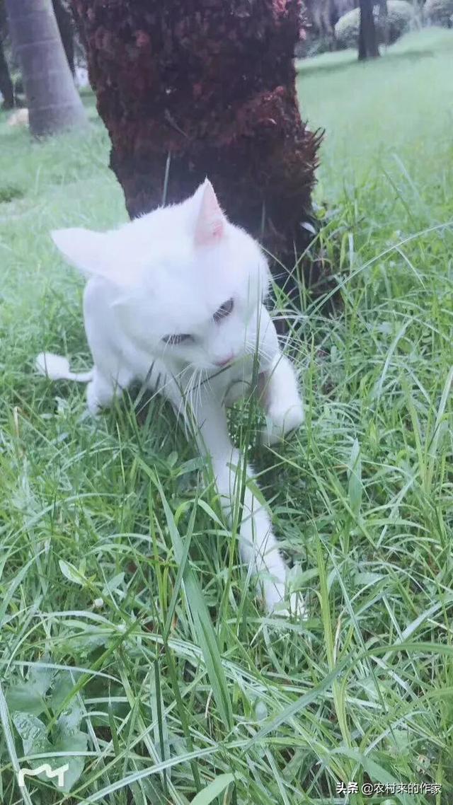 猫死后会给主人托梦吗(猫给人托梦意味着什么)