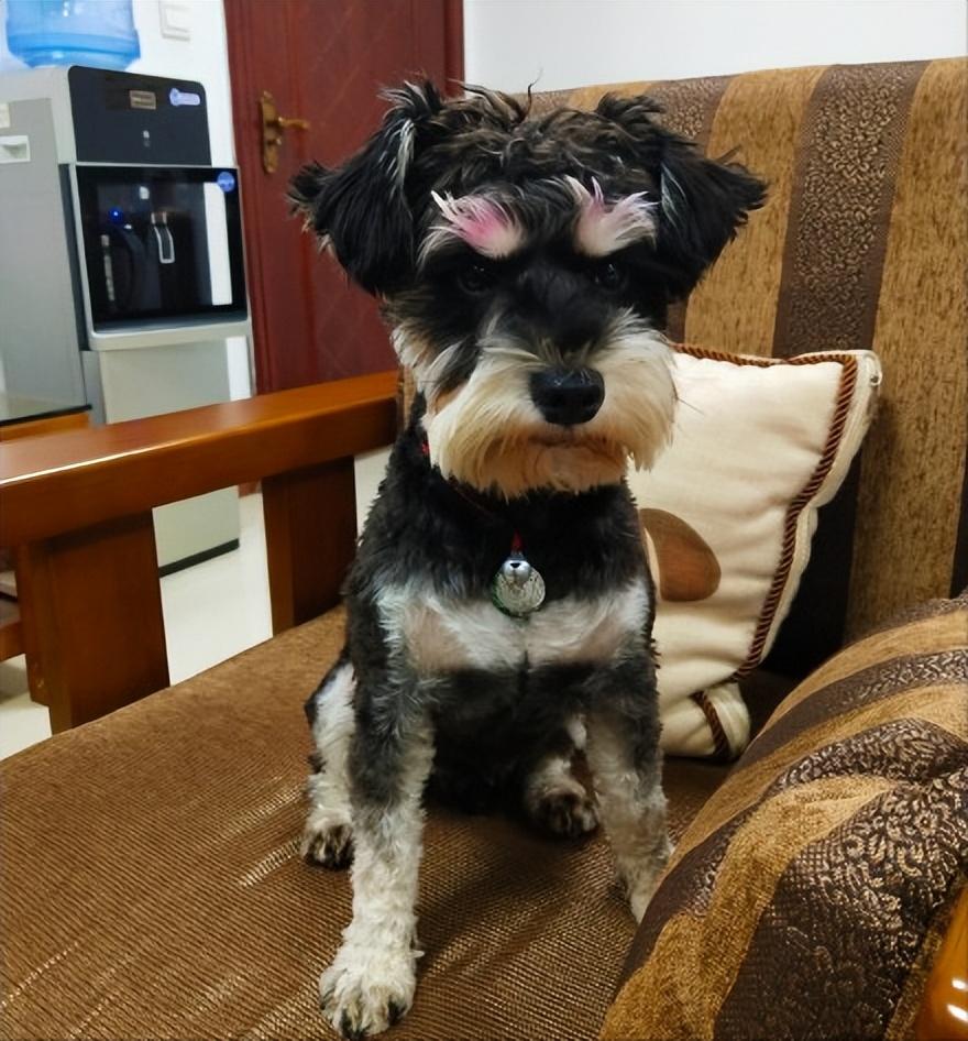 雪纳瑞狗好不好养(详解:养雪纳瑞的好处与坏处)