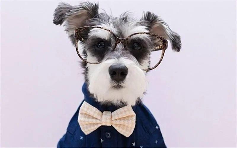 盘点九大新手好养的狗狗(适合家养的狗狗排名)