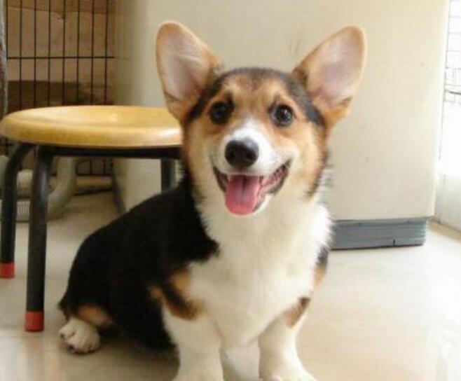 教你判断纯种柯基犬的其它标准（纯种的柯基也有黑白色的吗）