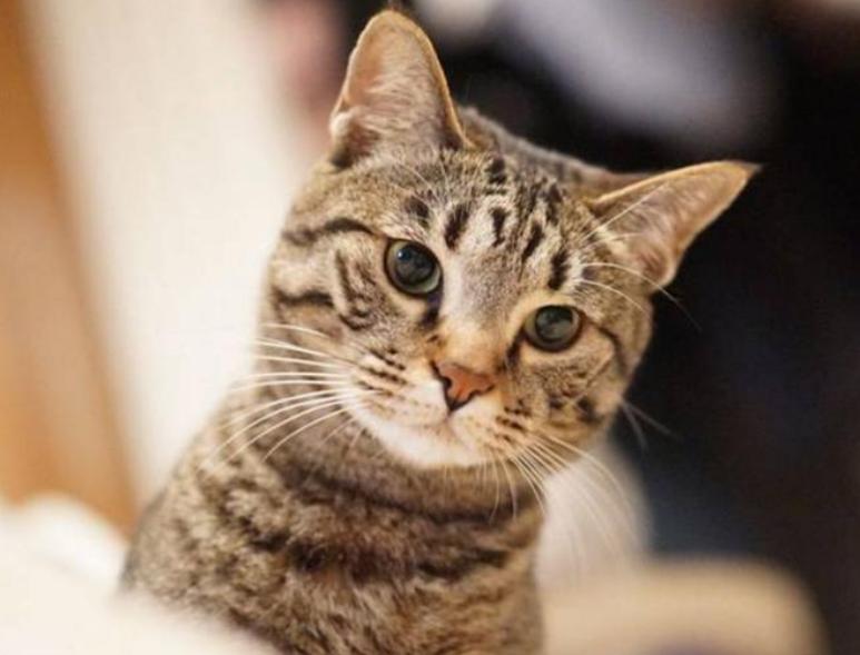 为什么不建议养狸花猫（附：6个缺点你能否受得住）