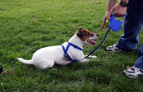 哈巴狗怎么训练(详解:训练哈巴狗技巧)