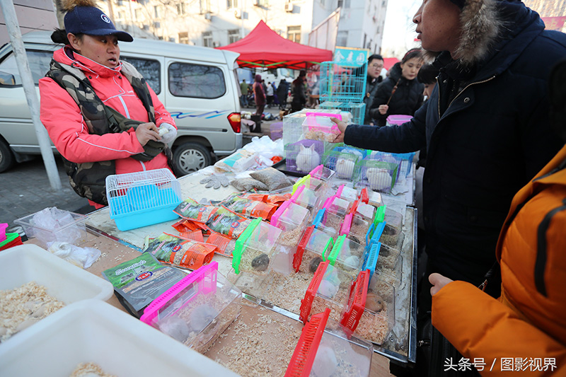 为何不建议仓鼠做宠物（注意：新手养仓鼠必知）