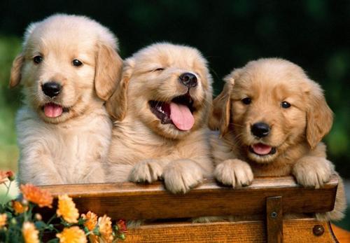 纯种金毛犬多少钱一只（详解：金毛各地价格行情）