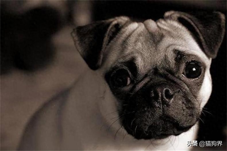 狗临死前最后一叫声代表什么（附：嚎叫可能是被某种疾病折磨导致死去）