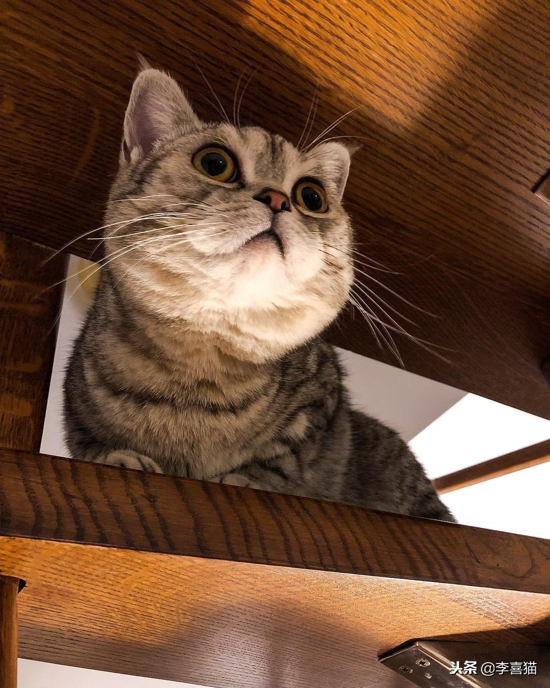 公猫绝育后一直不吃饭（猫绝育后食欲不振和嗜睡持续3天立即就医）