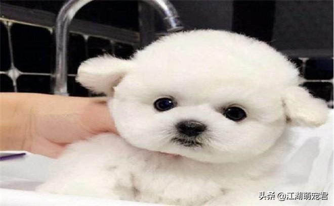 养比熊正确的方试（比熊犬怎么照顾）