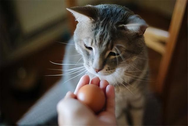 猫吃蛋黄的好处和坏处(猫吃蛋黄的好处和坏处有哪些)
