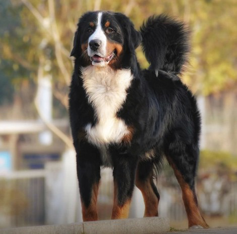 宠物犬排名及图片大全（宠物犬种类大全及名称）