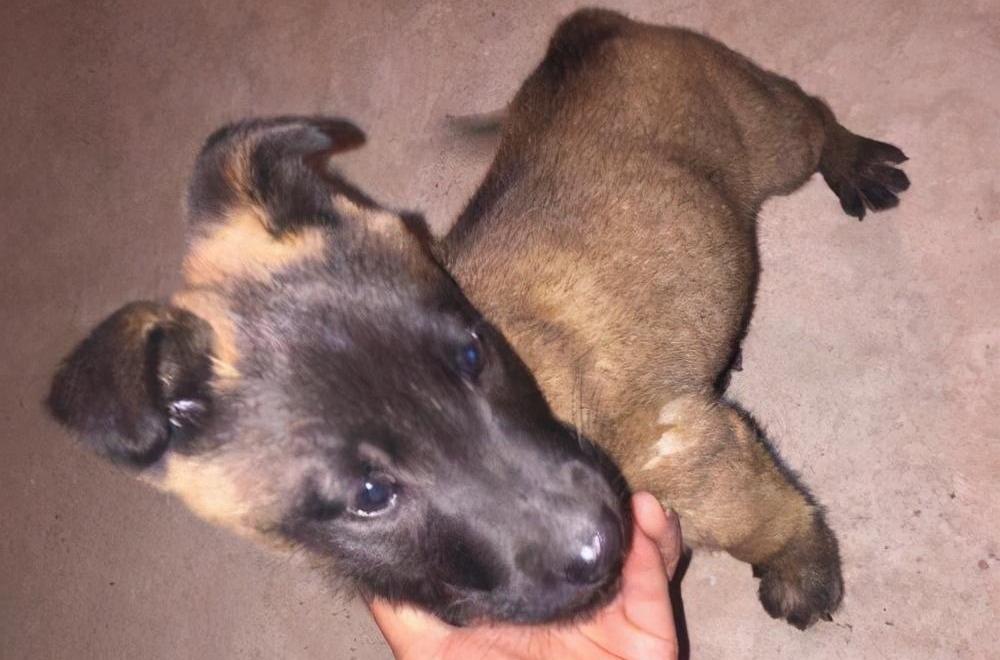 马犬如何看品相(详解:挑选马犬幼犬的小窍门)