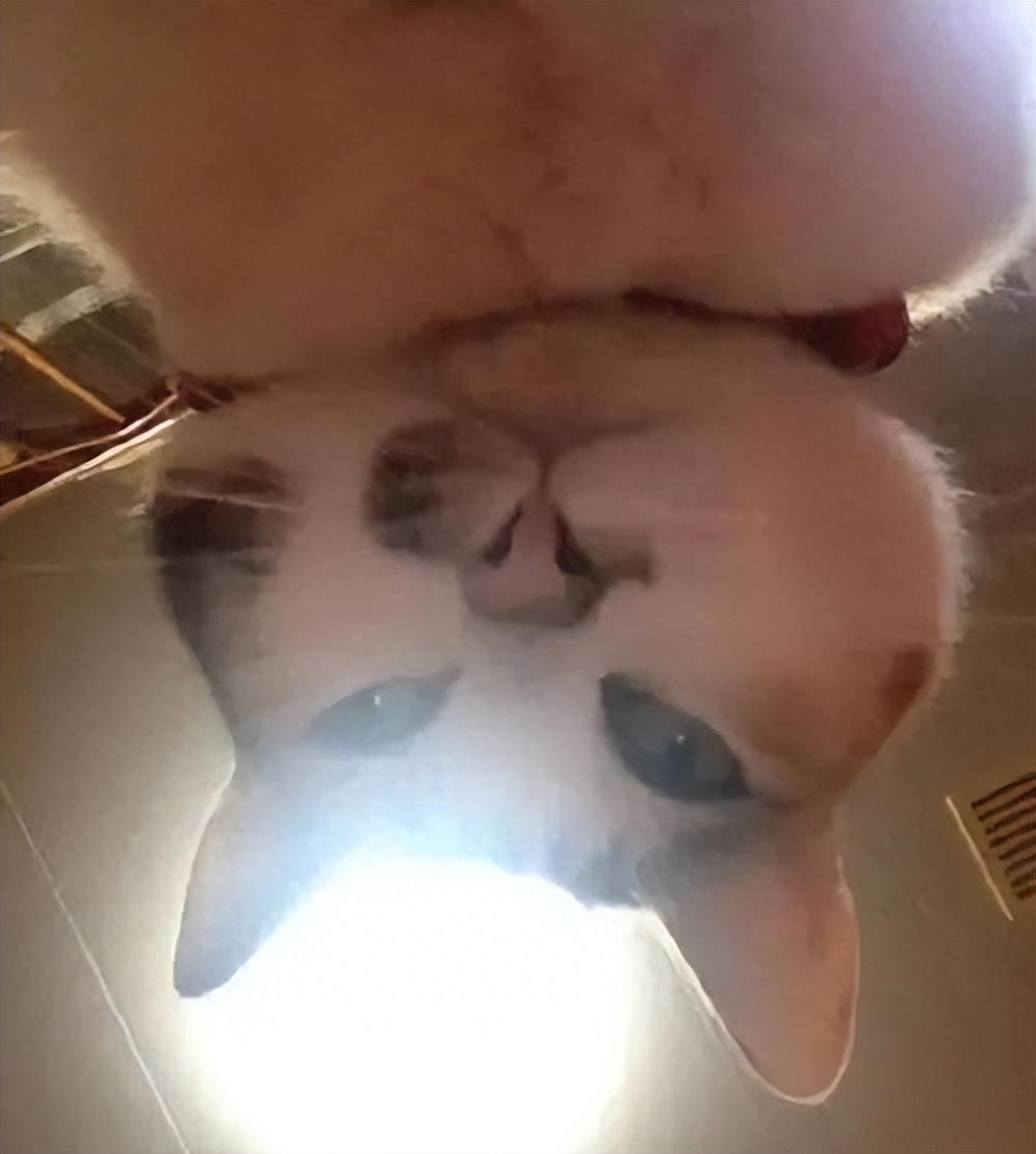 猫咪能吃蓝莓吗（附：猫能吃的果蔬红黑榜大合集）