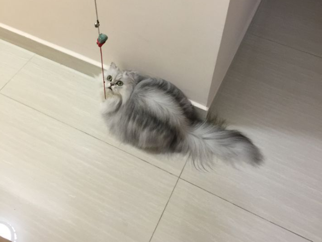 新手养金吉拉猫要注意的事项（金吉拉猫怎么养）