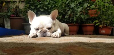 狗狗得肠胃炎几天会好（狗子为何春季最容易得肠胃炎）