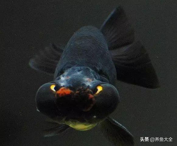 适合新手养的金鱼品种推荐(好养的金鱼品种有哪些)