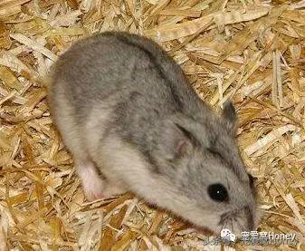 盘点各种色系的坎贝尔仓鼠（为何不建议养银狐仓鼠）