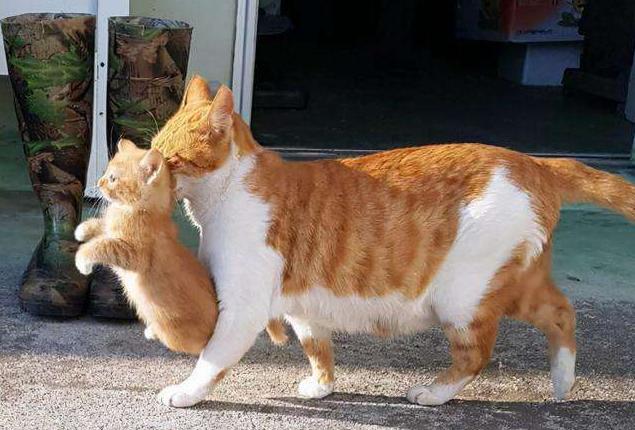 猫妈妈为何将小猫到处叼（附：猫妈妈叼小猫挪窝的原因）