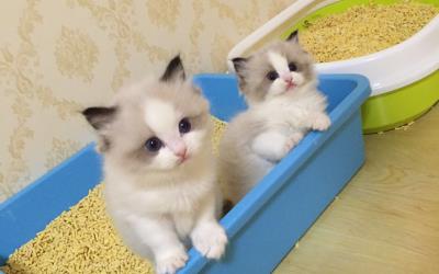 猫咪软便和拉稀的区别（猫咪为何突然拉稀软便）