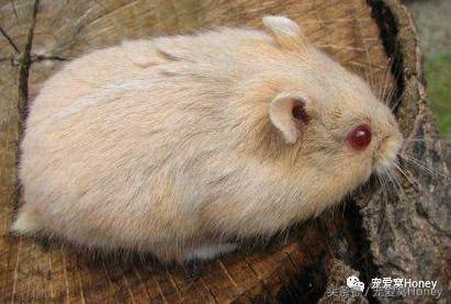 盘点各种色系的坎贝尔仓鼠（为何不建议养银狐仓鼠）