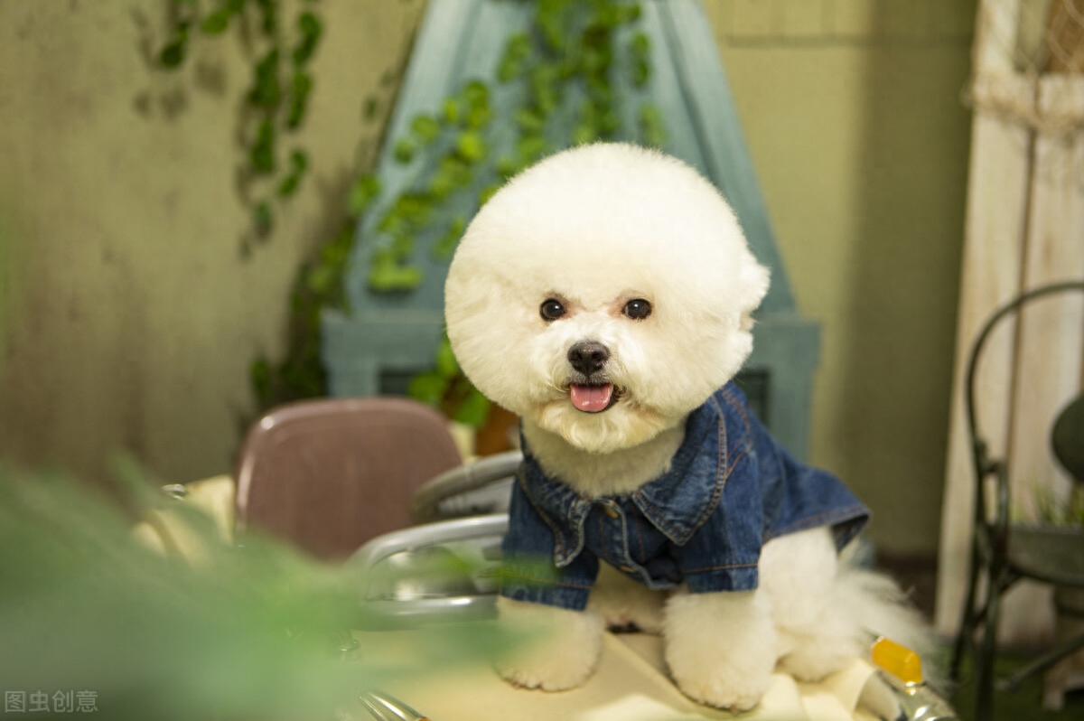 比熊一到12个月变化图有吗（附：比熊0-12月龄变化和体重的对照）