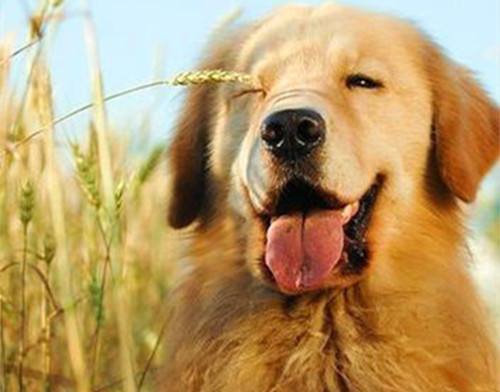 金毛有9种颜色是真的吗（附：金毛犬图片）