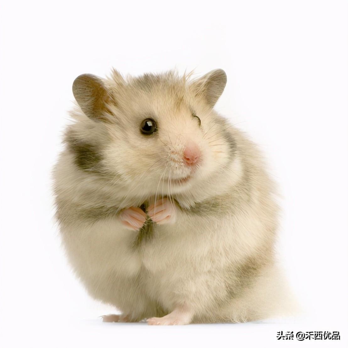 家养仓鼠的投喂技巧（仓鼠一天的伙食量）