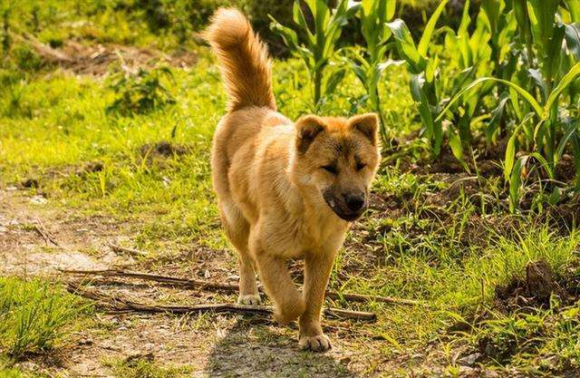 不推荐养这些狗,寿命短不能陪你很久