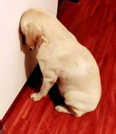 狗狗向你道歉的表现（狗狗认错的表现）