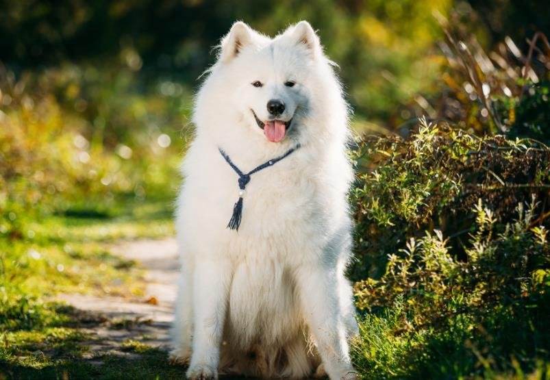 世界三大傻狗排名(最傻的狗是哪三个)