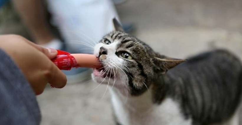 猫能能蛋糕吗(分享猫咪不能吃的食物)
