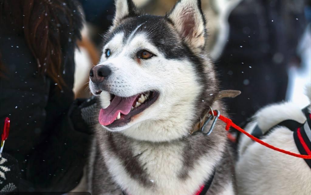 教你鉴别纯种哈士奇的方法（哈士奇怎么看纯不纯）