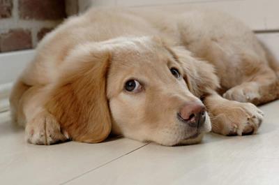 教狗狗不乱拉屎拉尿(狗狗室内乱排泄)