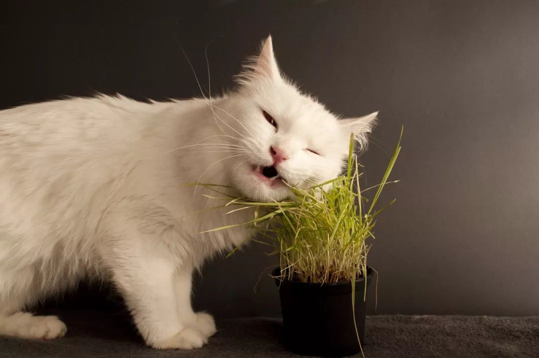 是什么导致猫咪吐黄色的呕吐物（详解：猫呕吐黄褐色液体）