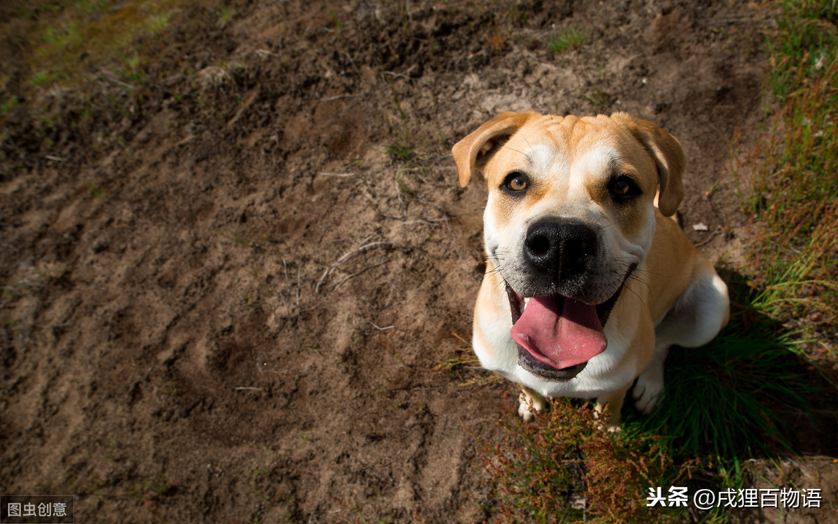 铲屎官被自家狗做了的原因